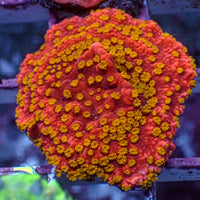 Passionburst Montipora (1" Frag)
