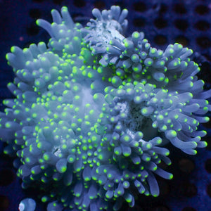 check WYSIWYG Green Tip Sebae Anemone (3-4")