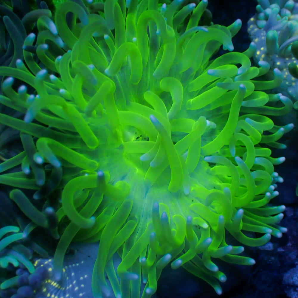 Ghost Green Long Tentacle Anemone