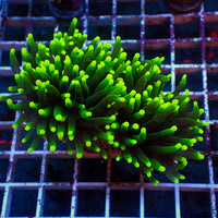 WYSIWYG Fathead Indo Green Tip Purple Torch Colony (2 Polyps)