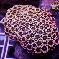 Pink Passion Alveopora (0.5-1" Frag) - Corals Anonymous
