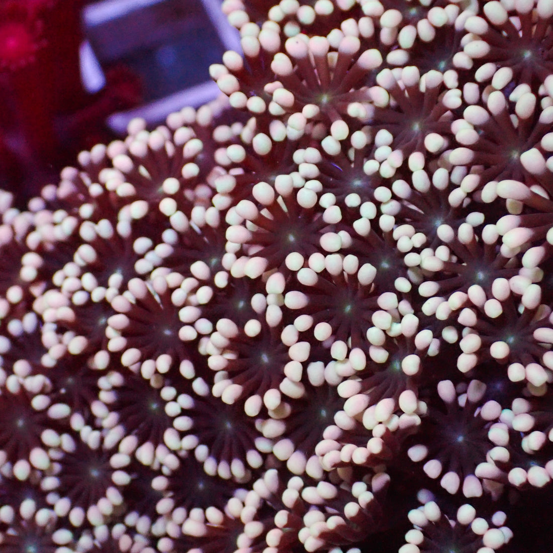 White Star Alveopora (0.5-1” Frag) - Corals Anonymous