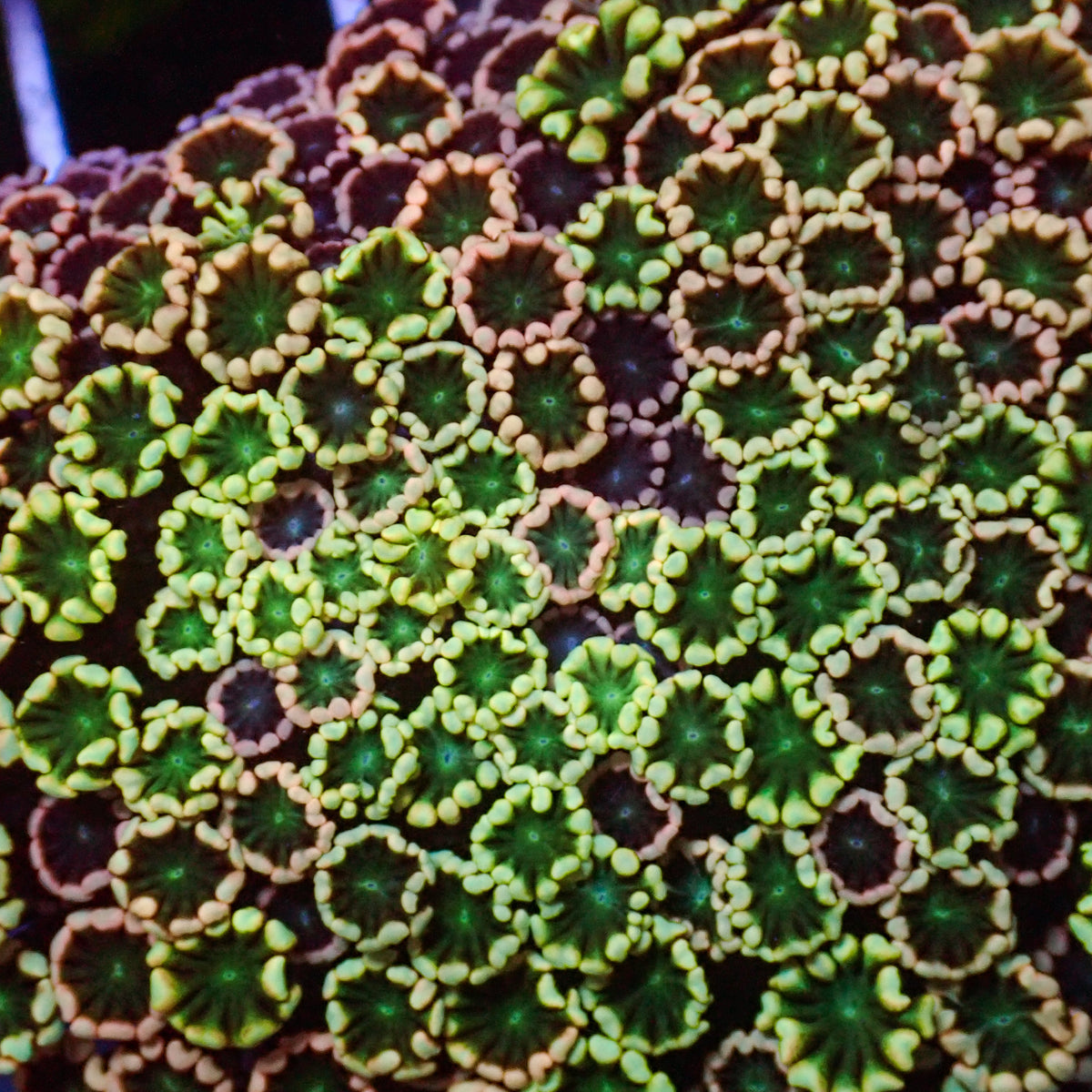 Aussie Rainbow Spring Vibe Alveopora (0.5-1” Frag) - Corals Anonymous