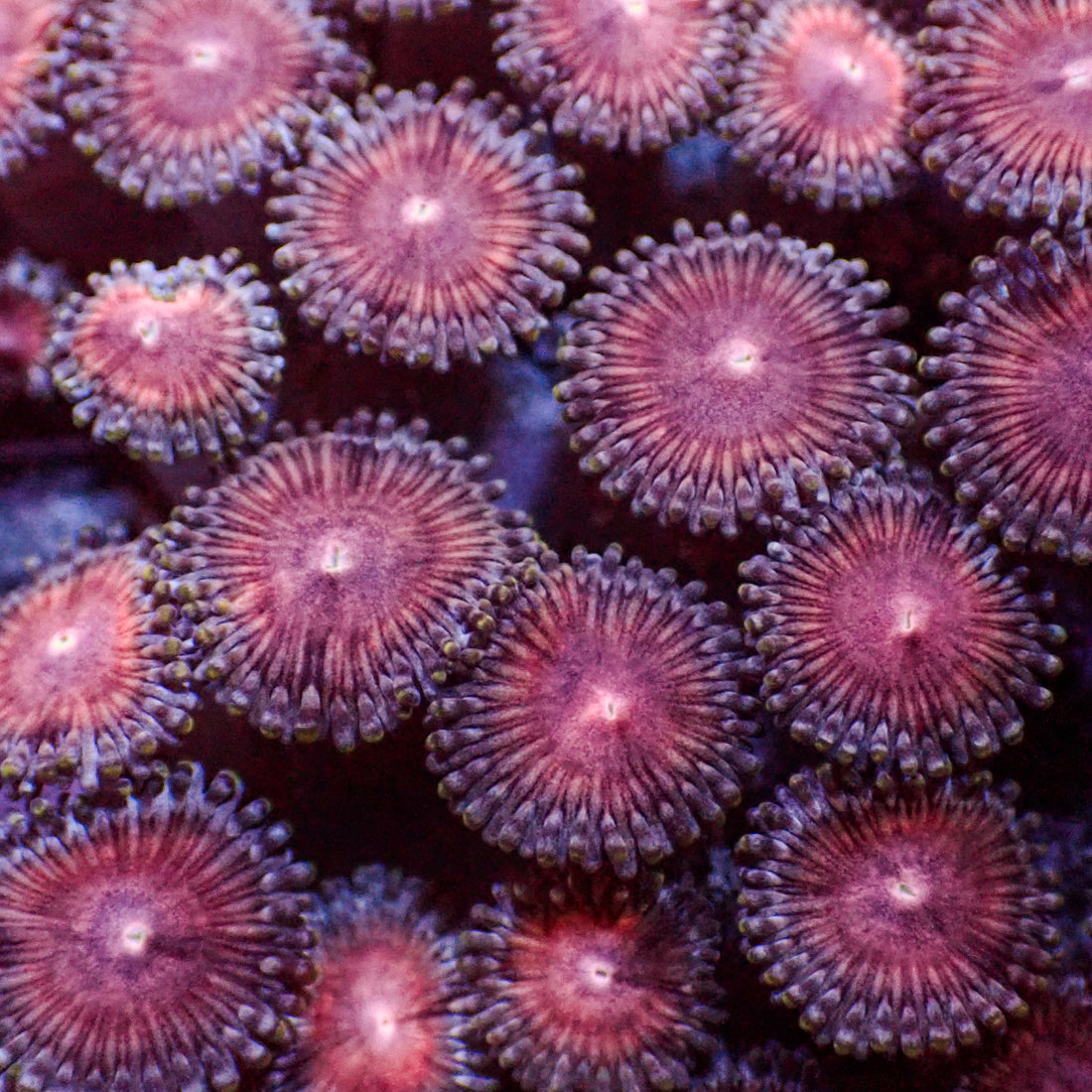 Pink Zoa (5-10 Polyps Colony) - Corals Anonymous
