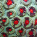Teal Splatter Red Eye Favia (2-3 Polyps) - Corals Anonymous