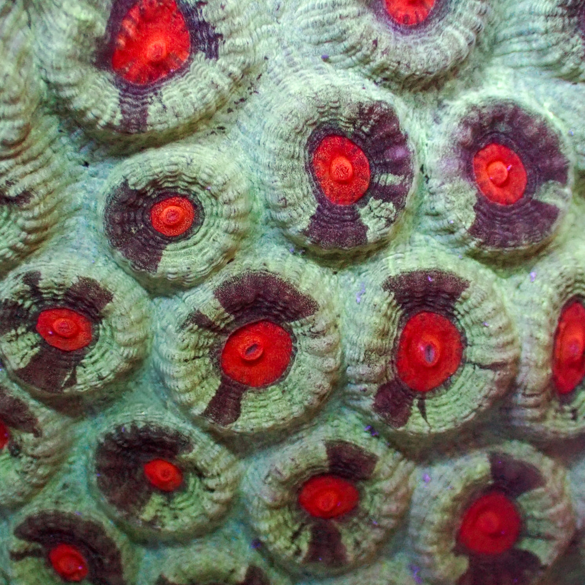 Teal Splatter Red Eye Favia (2-3 Polyps) - Corals Anonymous