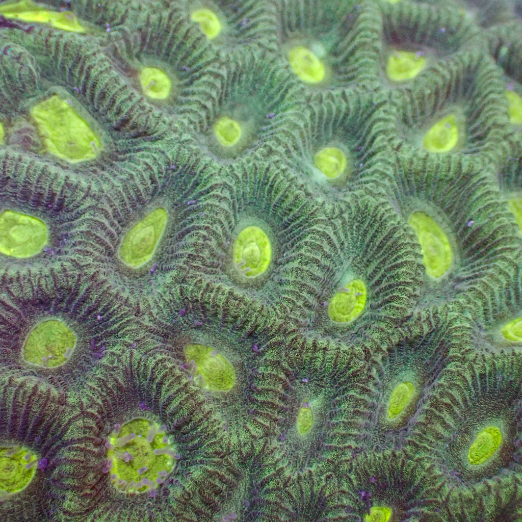 Teal Green Favia (2-3 polyps) - Corals Anonymous