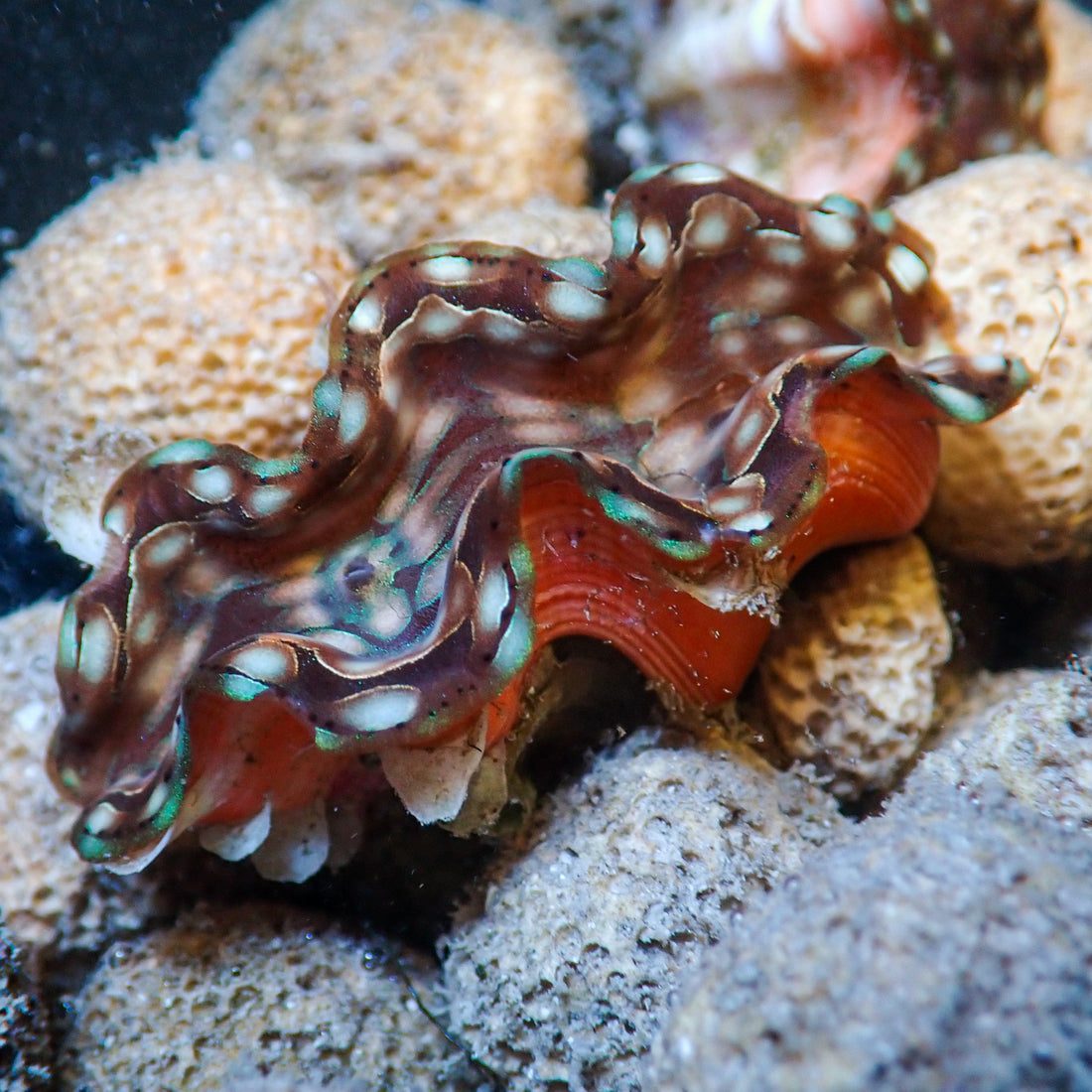 Multicolor Squamosa Clam - Corals Anonymous
