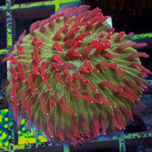 WYSIWYG Watermelon Jolly Rancher Diaseris Plate Coral (2-3")