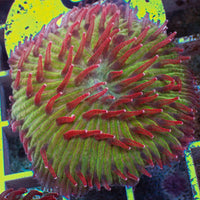 WYSIWYG Watermelon Jolly Rancher Diaseris Plate Coral (2-3")