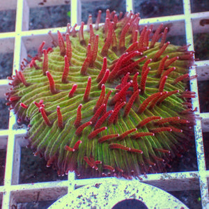 WYSIWYG Watermelon Jolly Rancher Diaseris Plate Coral (2-3")