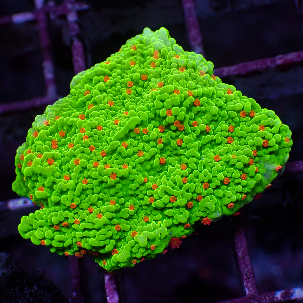 WYSIYWG Strawberry Christmas Montipora (0.5-1”)