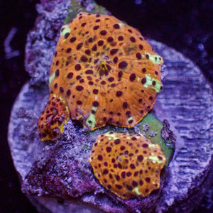 WYSIWYG Golden Watermelon Discosoma Mushroom Colony (3 Polyps)