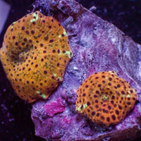 WYSIWYG Golden Watermelon Discosoma Mushroom Combo (2 Polyps)