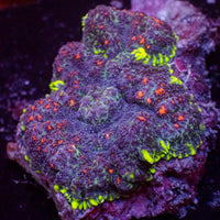 WYSIWYG Neon Genesis Discosoma Mushroom Combo (2 Polyps)