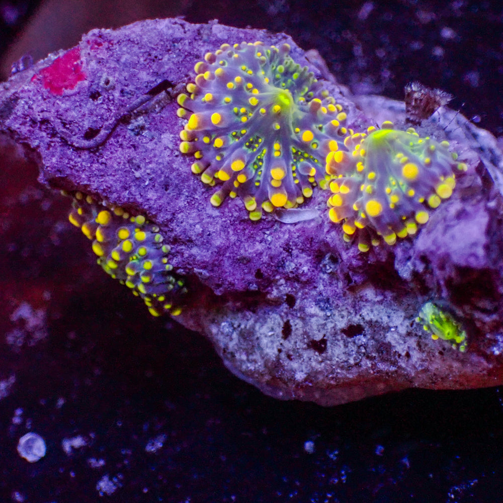 WYSIWYG Acid Trip Yuma Mushroom Combo (4 Polyps)