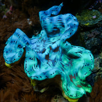 WYSIWYG Aquaculture Ultra Blue Tridacna Squamosa Clam (Large, 3-5”)