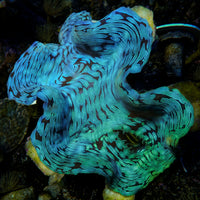 WYSIWYG Aquaculture Ultra Blue Tridacna Squamosa Clam (Large, 3-5”)