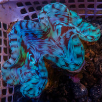 WYSIWYG Aquaculture Ultra Blue Tridacna Squamosa Clam (Large, 3-5”)