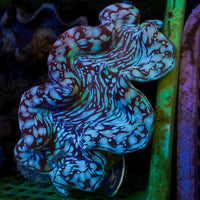 WYSIWYG Aquaculture Ultra Blue Tridacna Squamosa Clam (Large, 3-5”)