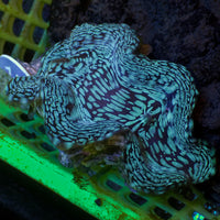 WYSIWYG Aquaculture Ultra Blue Tridacna Squamosa Clam (Large, 3-5”)