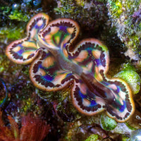 WYSIWYG Rainbow Tridacna Maxima Clam (1-1.5") (Aquaculture)