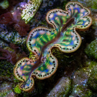 WYSIWYG Rainbow Tridacna Maxima Clam (1-1.5") (Aquaculture)