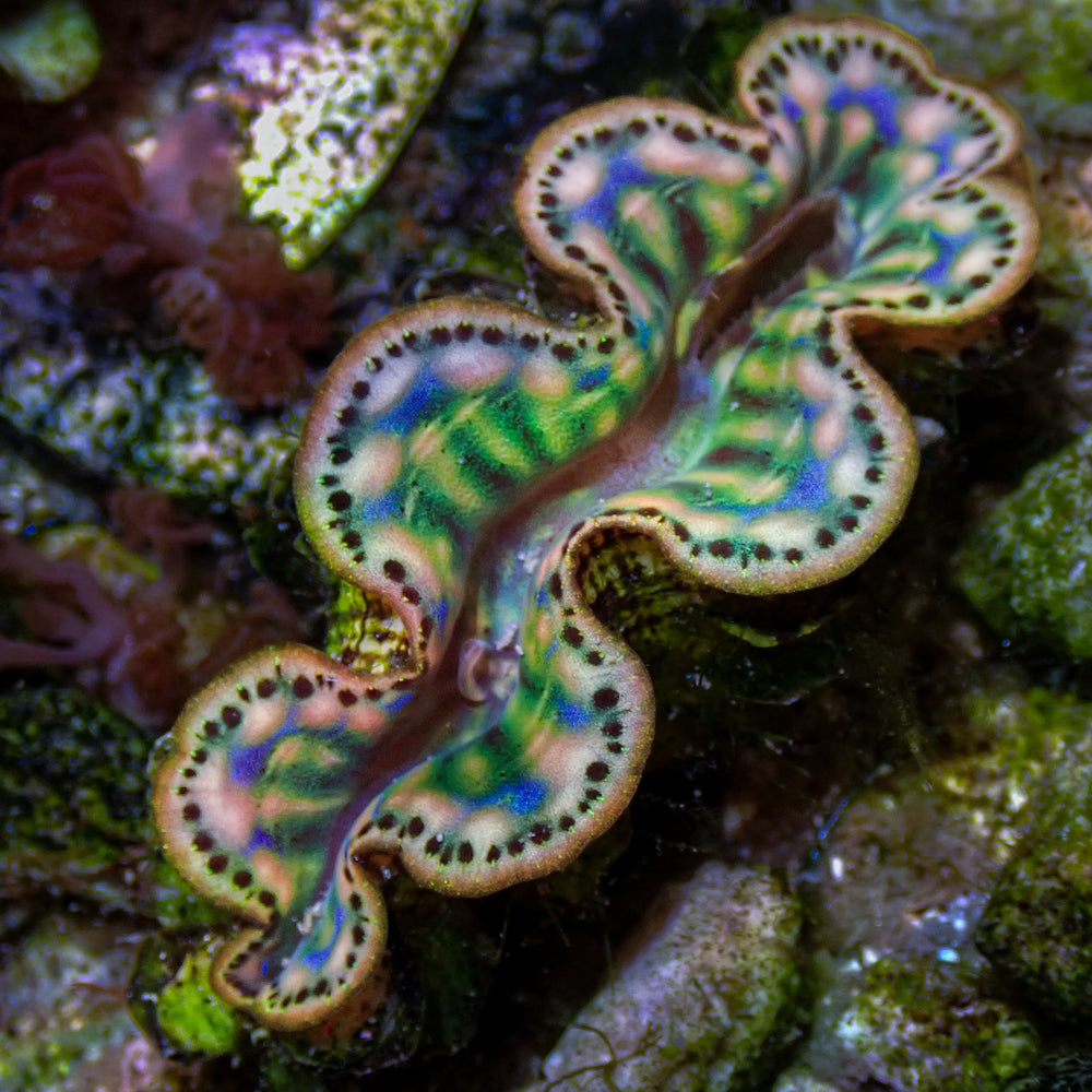 WYSIWYG Rainbow Tridacna Maxima Clam (1-1.5