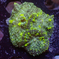 WYSIWYG Neon Yellow Bounce Rhodactis Mushroom Colony (3 Polyps)