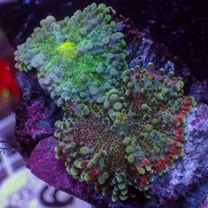 WYSIWYG Rainbow Yuma Mushroom Combo (2 Polyps)