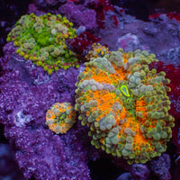 WYSIWYG Rainbow Yuma Mushroom Combo Colony (3 Polyps)