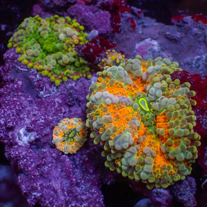 WYSIWYG Rainbow Yuma Mushroom Combo Colony (3 Polyps)