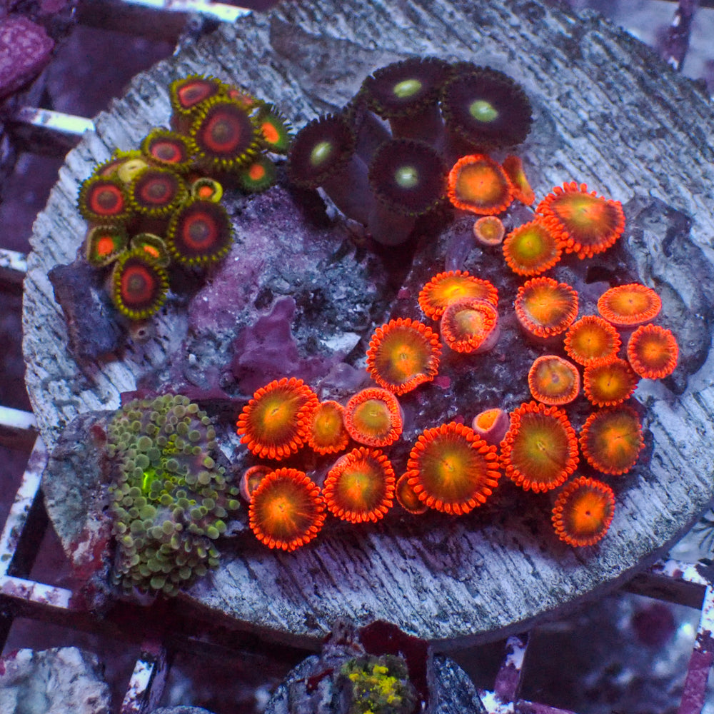 WYSIWYG Rainbow Zoa Mushroom Combo Rock Colony (2-3”)