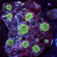 WYSIWYG Nuclear Meltdown Discosoma Mushroom Colony (12 Polyps)