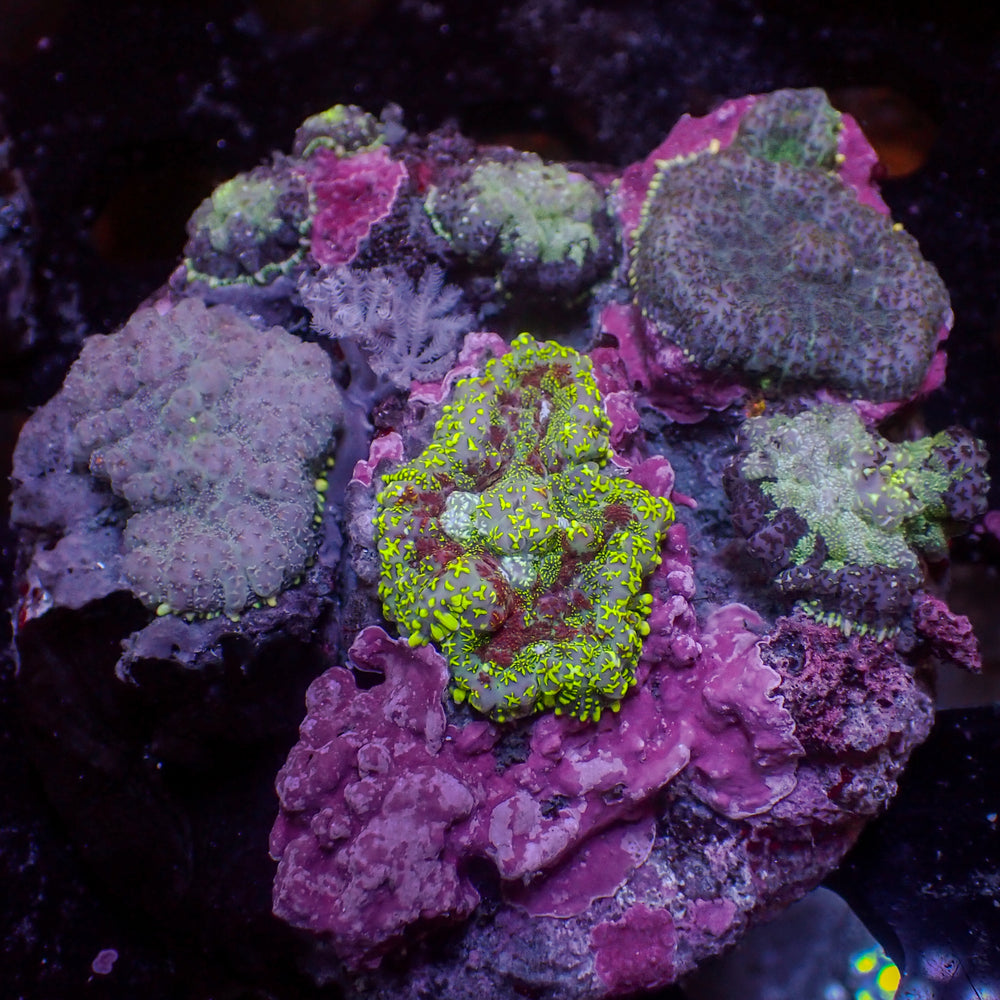 WYSIWYG Rainbow Yuma Mushroom Combo Colony (7 Polyps)