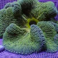 WYSIWYG Green Haddoni Carpet Anemone (10-12")