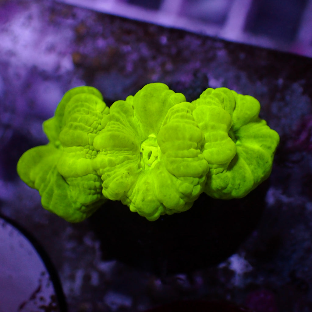 WYSIWYG Kryptonite Candy Cane Colony (3 Polyps) - Corals Anonymous