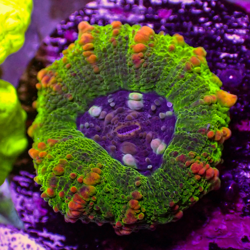 WYSIWYG Aussie Button Scoly (0.5-1") - Corals Anonymous