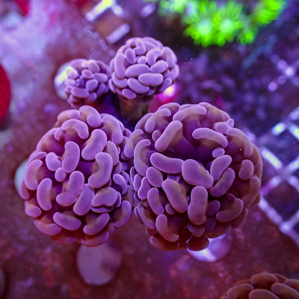 WYSIWYG Rose Gold Hammer Colony (4 Polyps) - Corals Anonymous