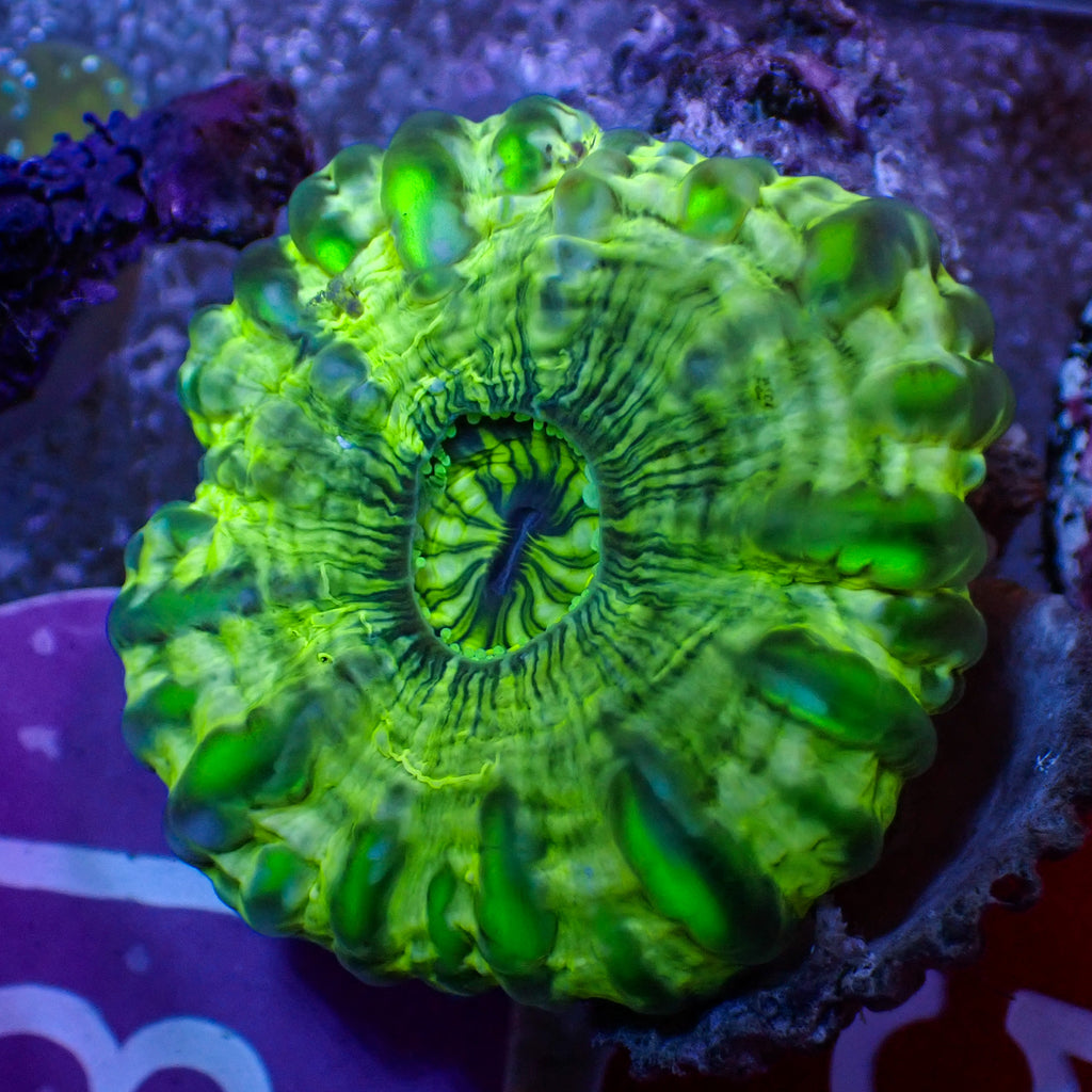 WYSWIYG Neon Green Button Scoly (0.5-1") - Corals Anonymous