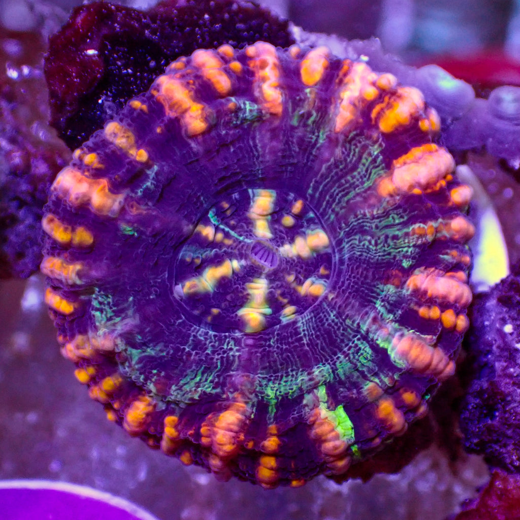 WYSIWYG Aussie Peachy Stripe Button Scoly (0.5-1") - Corals Anonymous