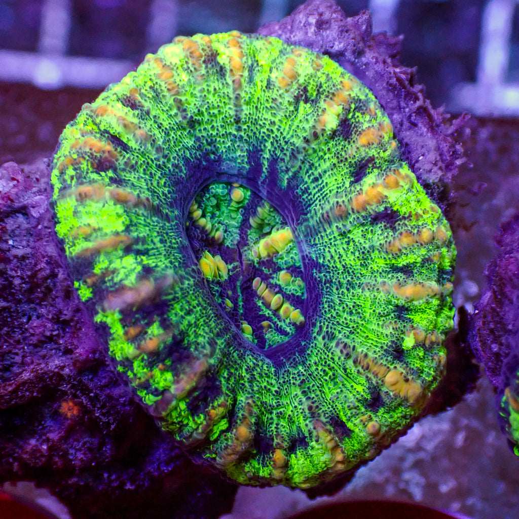 WYSIWYG Aussie Button Scoly (0.5-1") - Corals Anonymous