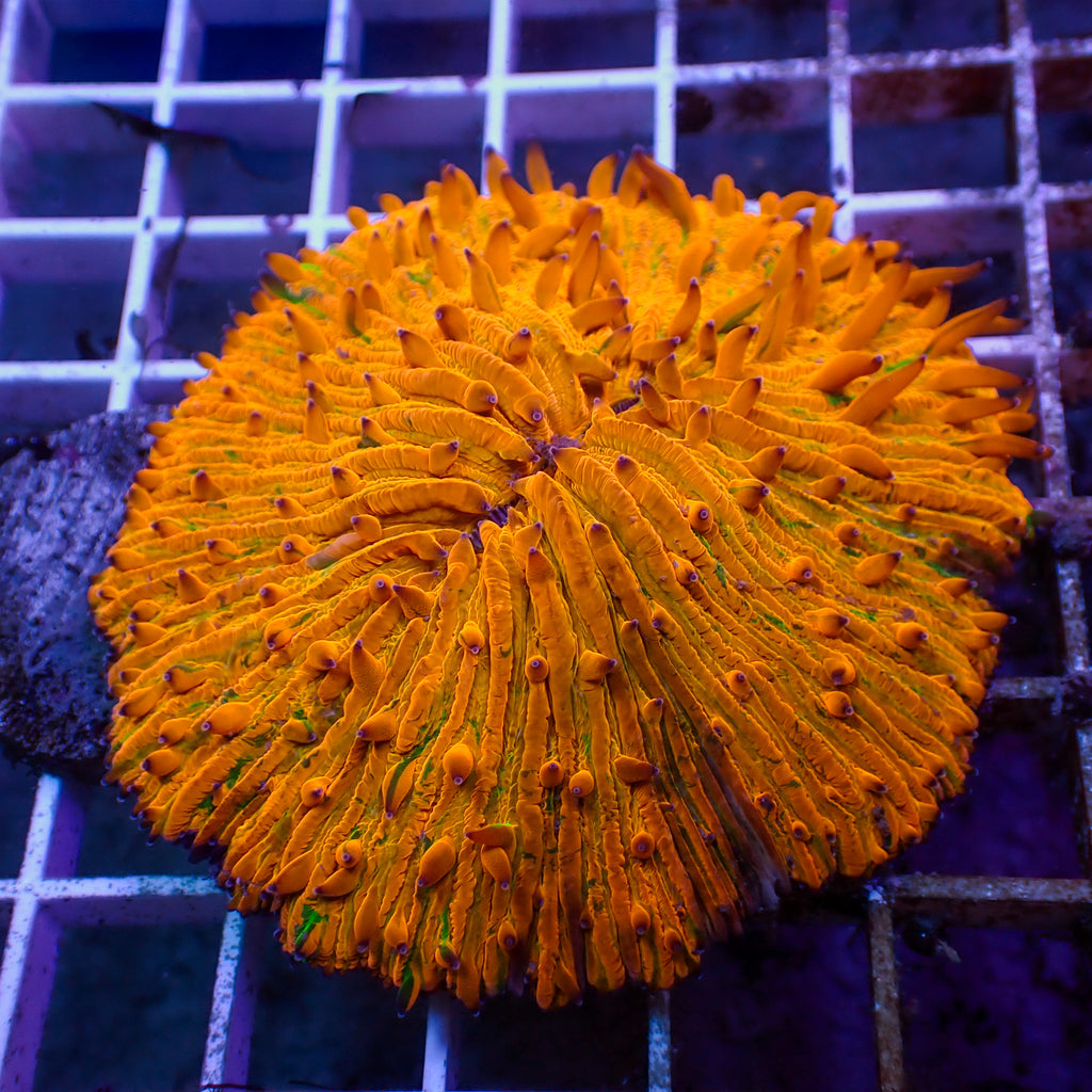 WYSIWYG Splatter Orange Fungia Plate Coral (3-4") - Corals Anonymous