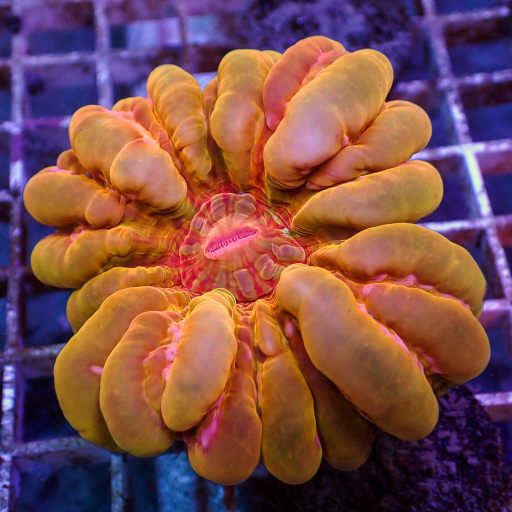 WYSIWYG Ruby Sunny D Cynarina (Rare, 2-3”) - Corals Anonymous