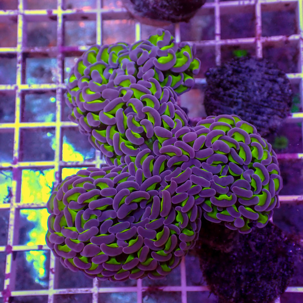 WYSIWYG Purple Tip Wall Hammer (3-4") - Corals Anonymous