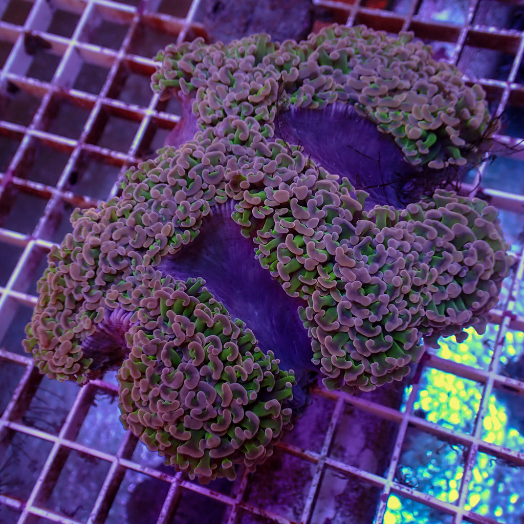 WYSIWYG Purple Tip Wall Hammer (4-5") - Corals Anonymous