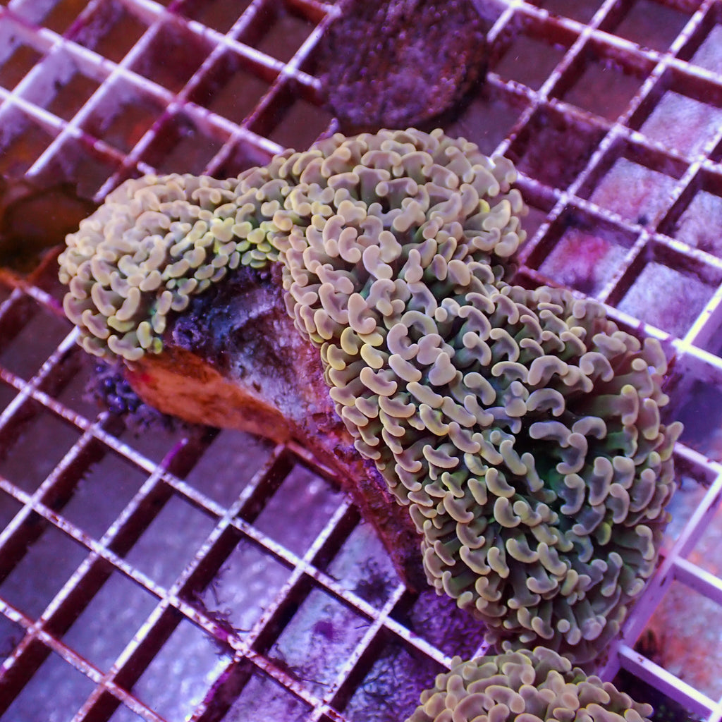 WYSIWYG Multicolor Wall Hammer (4-5") - Corals Anonymous