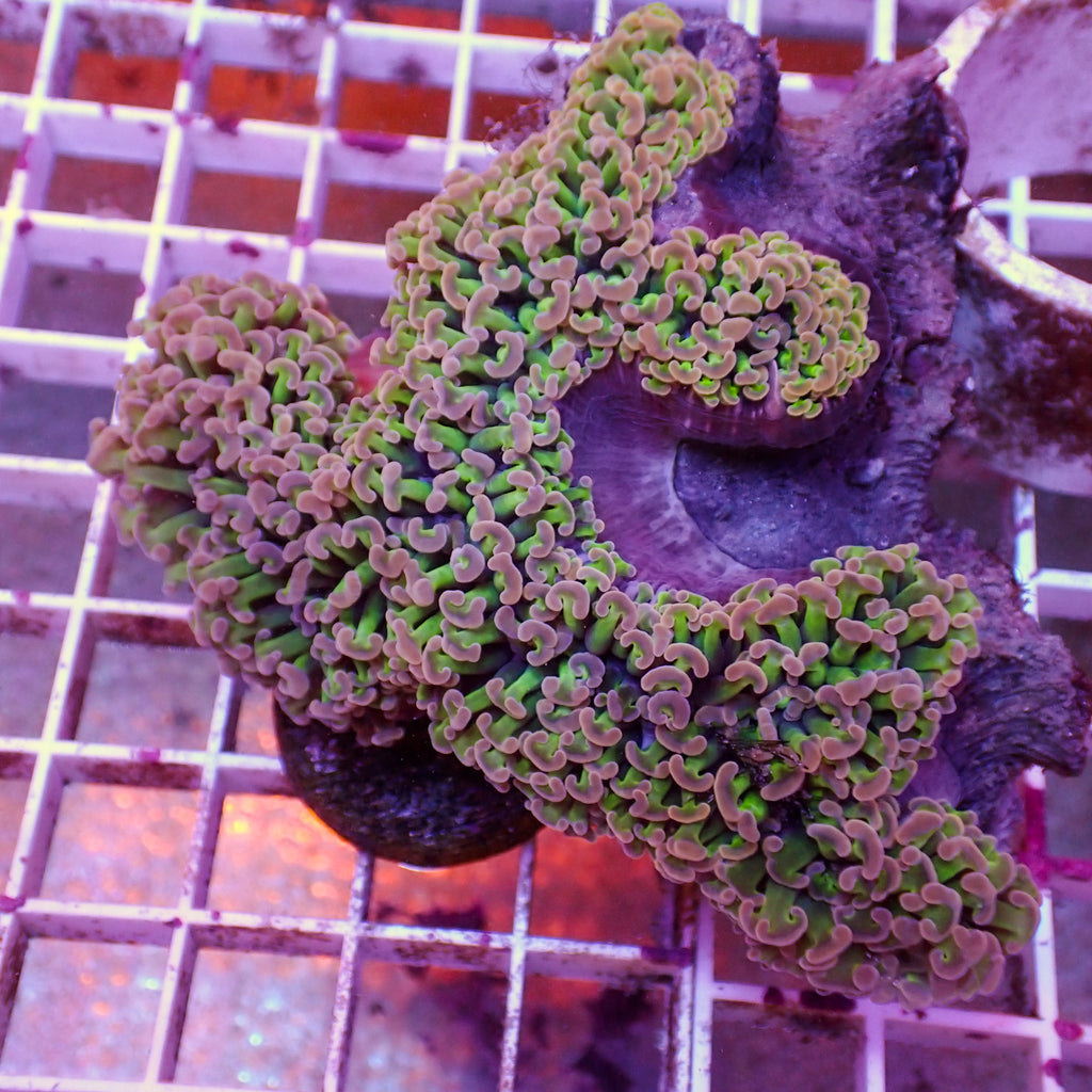 WYSIWYG Purple Tip Wall Hammer (4-5") - Corals Anonymous