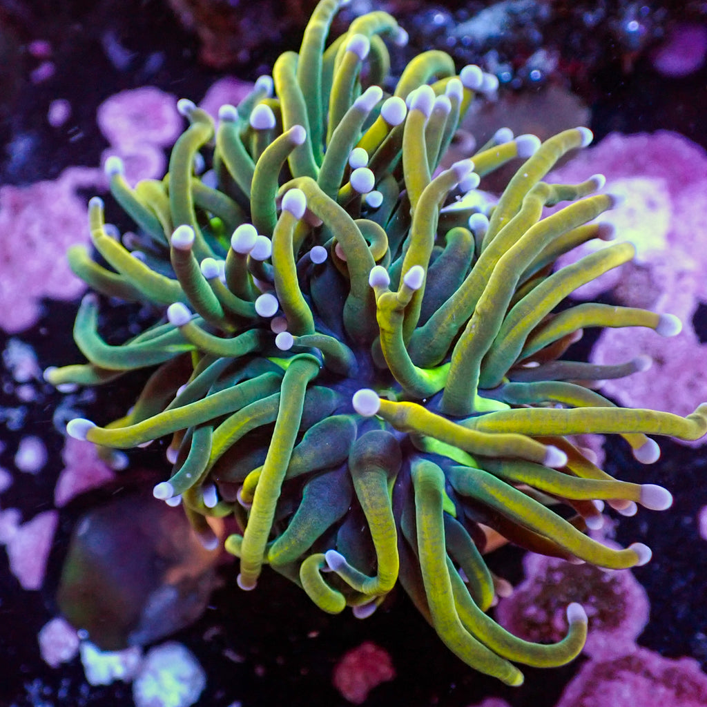 WYSIWYG Indo Holy Grail Gold Torch - Corals Anonymous