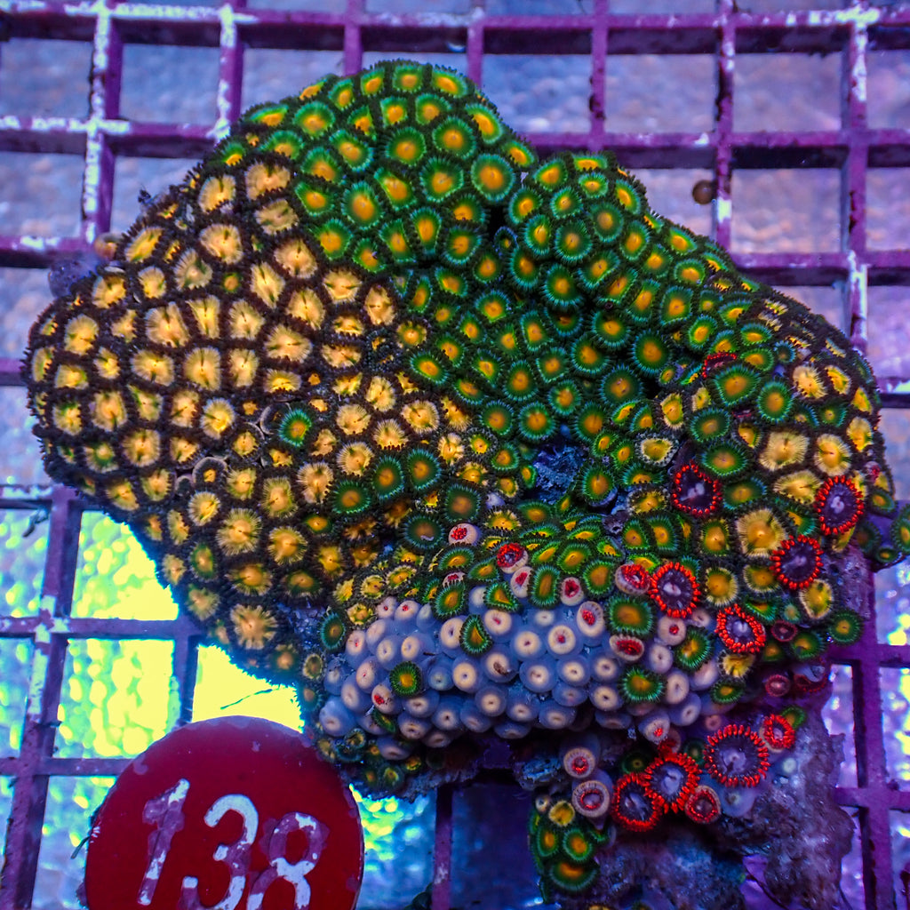 WYSIWYG Rainbow Zoa Combo Colony - Corals Anonymous